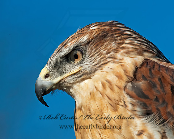 Buteo regalis  FERRUGINOUS HAWK 8027025z