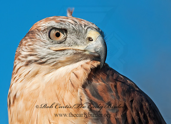 Buteo regalis  FERRUGINOUS HAWK 8027021z