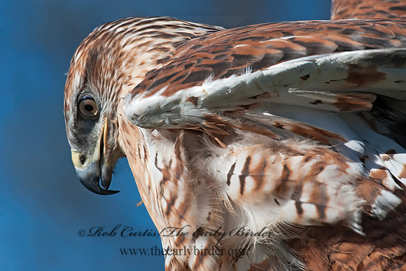 Buteo regalis  FERRUGINOUS HAWK 8027023z