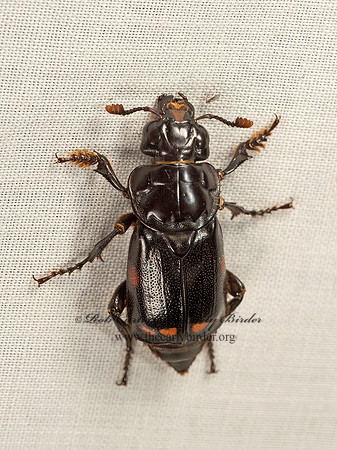 Nicrophorus pustulatus  SEXTON BEETLE 9048607z
