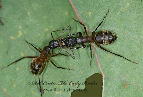 Camponotus chromaiodes 6013619z