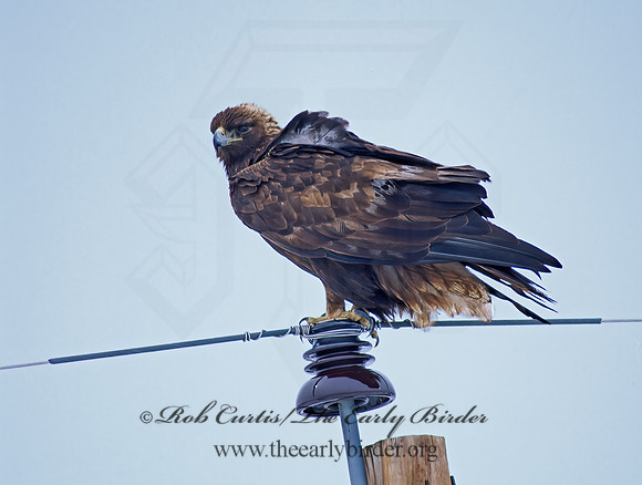 Aquila chrysaetos  GOLDEN EAGLE 102607z