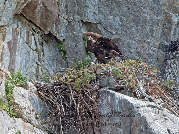 Aquila chrysaetos  GOLDEN EAGLE 9061473z