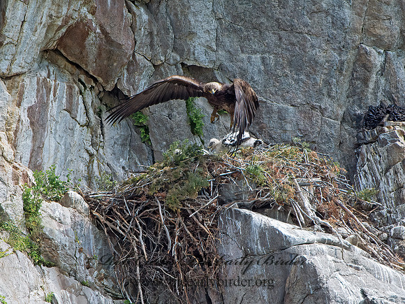 Aquila chrysaetos  GOLDEN EAGLE 9061474z