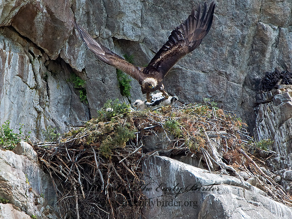 Aquila chrysaetos  GOLDEN EAGLE 9061476z