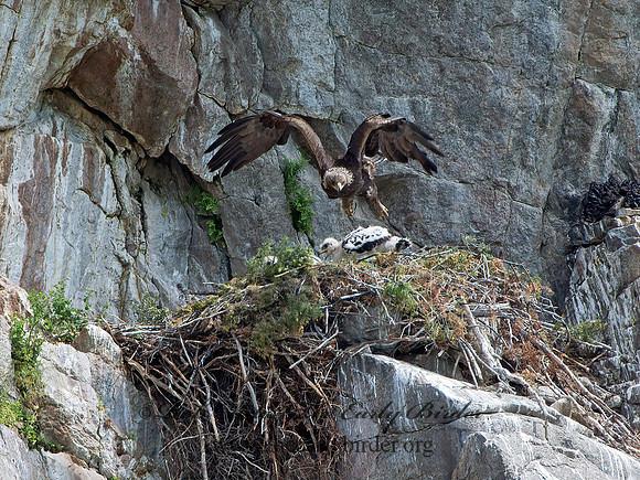 Aquila chrysaetos  GOLDEN EAGLE 9061475z