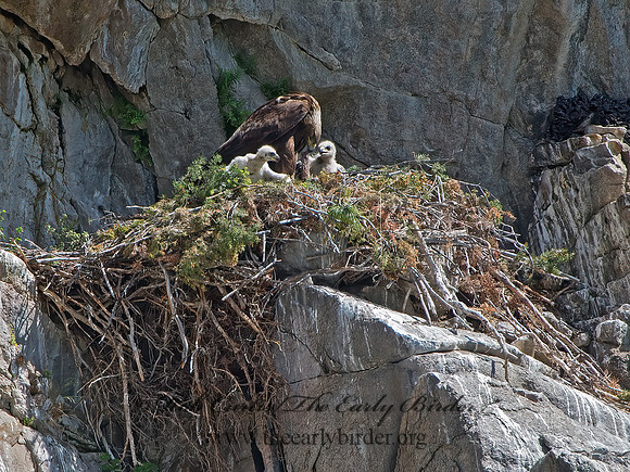 Aquila chrysaetos  GOLDEN EAGLE 9061455z
