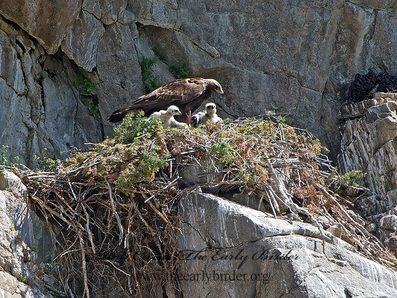 Aquila chrysaetos  GOLDEN EAGLE 9061457z