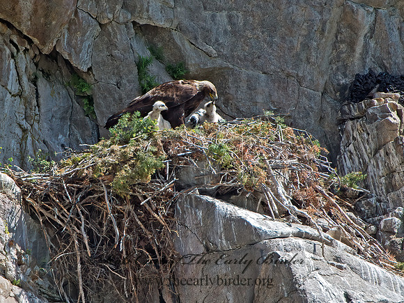 Aquila chrysaetos  GOLDEN EAGLE 9061460z