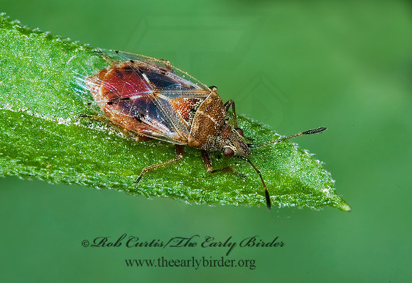 Kleidocerys resedae 5010240z