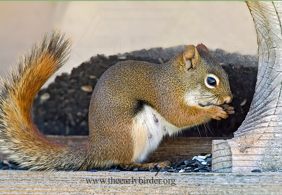 Tamiasciurus hudsonicus  AMERICAN RED SQUIRREL  4001686 z