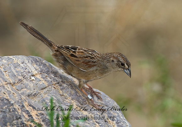 Aimophila ruficeps  RUFOUS-CROWNED SPARROW  7008069z