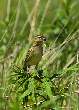 Dolichonyx oryzivorus  BOBOLINK 8004297z