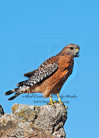 Buteo lineatus  RED-SHOULDERED HAWK 8020499z