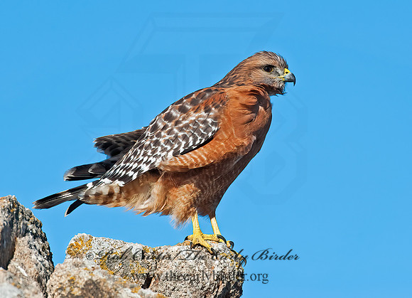 Buteo lineatus  RED-SHOULDERED HAWK 8020501z