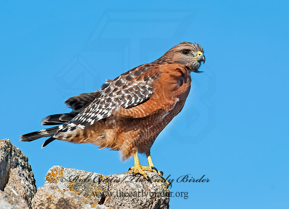 Buteo lineatus  RED-SHOULDERED HAWK 8020502z