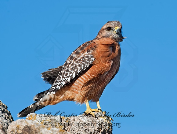 Buteo lineatus  RED-SHOULDERED HAWK 8020504z