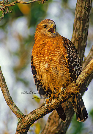 Buteo lineatus  RED-SHOULDERED HAWK 9130z