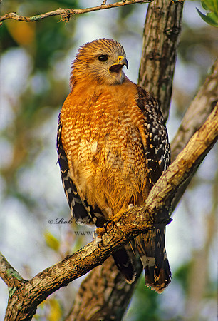 Buteo lineatus  RED-SHOULDERED HAWK 9138z