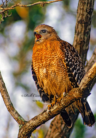 Buteo lineatus  RED-SHOULDERED HAWK 9129z
