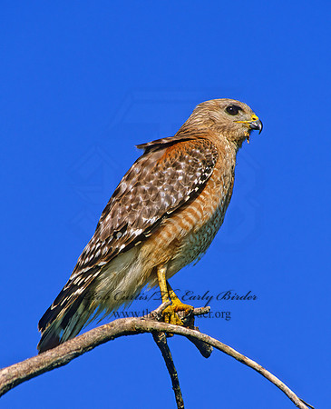 Buteo lineatus  RED-SHOULDERED HAWK 250607z