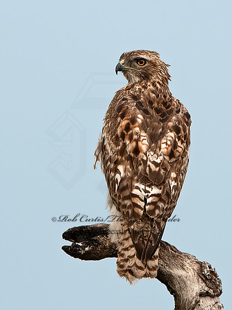 Buteo lineatus  RED-SHOULDERED HAWK 6039010z