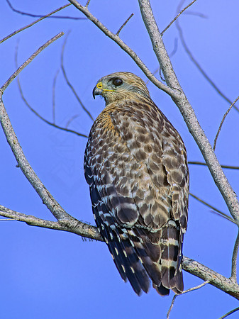 Buteo lineatus  RED-SHOULDERED HAWK 252637z