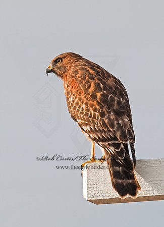Buteo lineatus  RED-SHOULDERED HAWK 7017668z