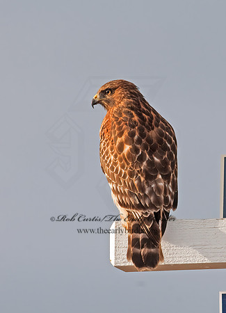 Buteo lineatus  RED-SHOULDERED HAWK 7017672z