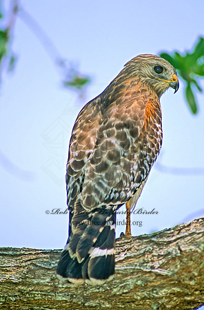Buteo lineatus  RED-SHOULDERED HAWK 258423z