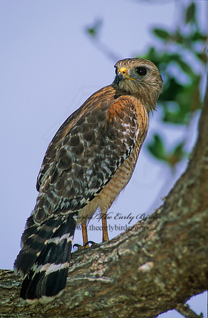 Buteo lineatus  RED-SHOULDERED HAWK 258425z