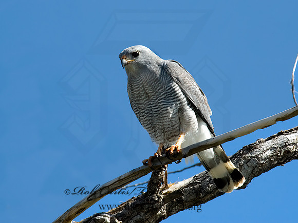 Buteo plagiatus  GRAY HAWK 5006274z