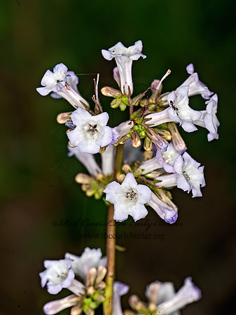 Eriodictyon californicum  YERBA SANTA  8037088z