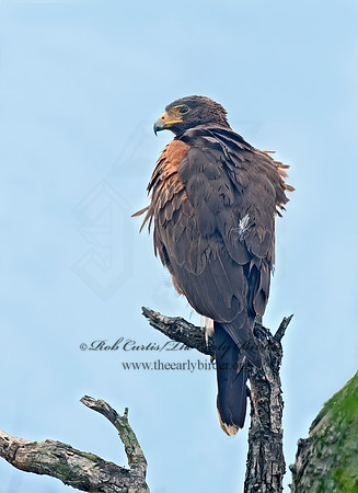 Parabuteo unicinctus  HARRIS'S HAWK 7006434z