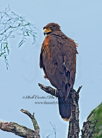 Parabuteo unicinctus  HARRIS'S HAWK 7006449z