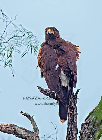 Parabuteo unicinctus  HARRIS'S HAWK 7006437z