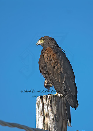 Parabuteo unicinctus  HARRIS'S HAWK 7007107z