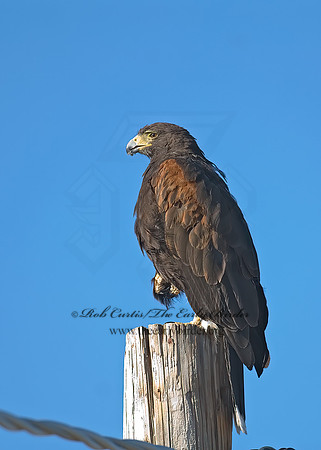 Parabuteo unicinctus  HARRIS'S HAWK 7007108z