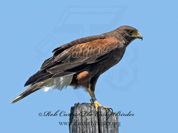 Parabuteo unicinctus  HARRIS'S HAWK 3031483z