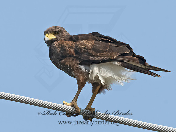 Parabuteo unicinctus  HARRIS'S HAWK 3031487z