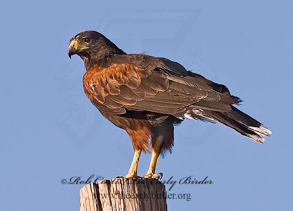 Parabuteo unicinctus  HARRIS'S HAWK 6025145z