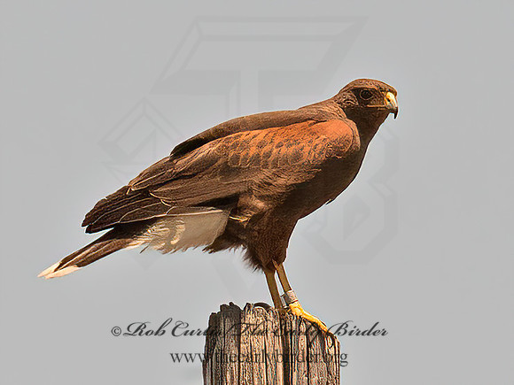 Parabuteo unicinctus  HARRIS'S HAWK 6039604z