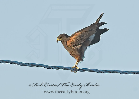 Parabuteo unicinctus  HARRIS'S HAWK 7007082z