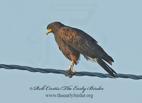 Parabuteo unicinctus  HARRIS'S HAWK 7007084z
