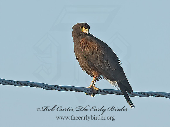 Parabuteo unicinctus  HARRIS'S HAWK 7007085z