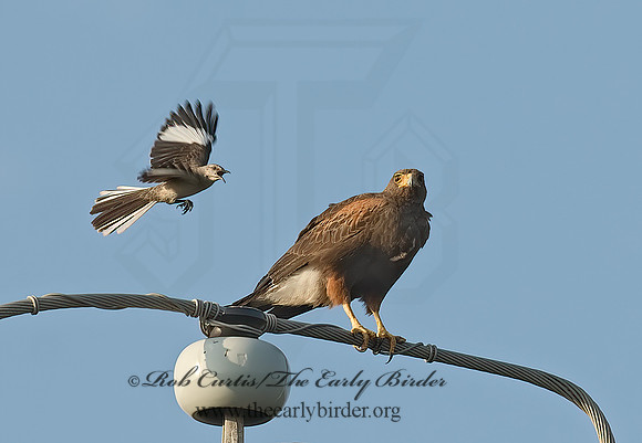 Parabuteo unicinctus  HARRIS'S HAWK 7005402z