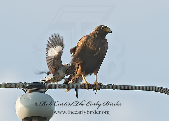 Parabuteo unicinctus  HARRIS'S HAWK 7005423z
