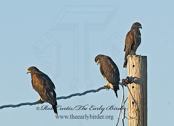 Parabuteo unicinctus  HARRIS'S HAWK 7007077z
