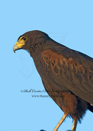 Parabuteo unicinctus  HARRIS'S HAWK 7007234z