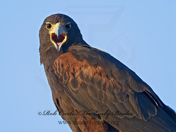 Parabuteo unicinctus  HARRIS'S HAWK 7007240z
